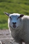 Gillend schaap in de polder